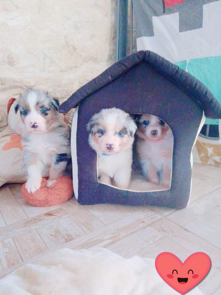 Chiot Berger Australien Des Bergers Blancs Navaro
